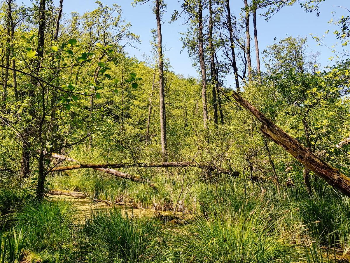 Palac Pensjonat Ptaszynka Gryfice Exteriér fotografie